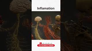 Inflamation Inflamation ibnetabeeb tibeunani herbalmedicine shorts ytvideo foryou [upl. by Granthem]