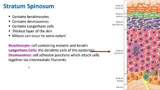 Layers of the Epidermis  Integumentary System  Biology [upl. by Ynahirb]