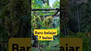 Pohon anggur sehat berbuah lebat berkebunanggur anggurjupiter budidayaanggur [upl. by Aicylla114]