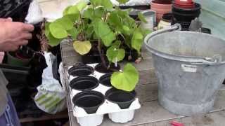 How To Plant Hollyhock [upl. by Swartz]