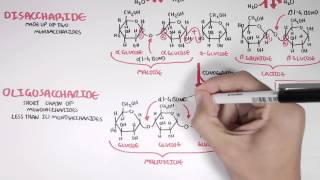 Biochemistry of Carbohydrates [upl. by Olfe407]