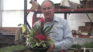 Barry Landaus Tropical Planet  Bromeliad Growing At Rainforest Flora [upl. by Melessa]