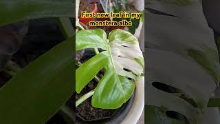 Monstera albo please subscribe my channel 🙏 [upl. by Dinse]