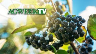 Aronia Growth Purple berry packs healthiest punch [upl. by Myrlene]