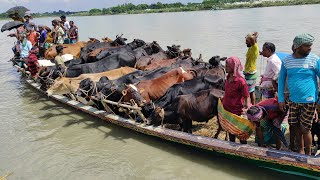 cow unloading cow videos cow video big cow goru hamba cow [upl. by Creath]