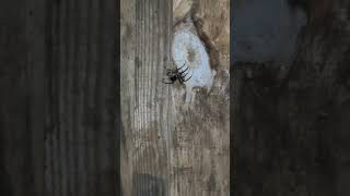 Spider making a web outside the chicken coop [upl. by Atekal]