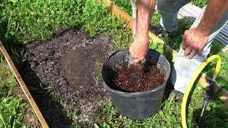 Does Root Washing a Fig Tree Work [upl. by Githens753]