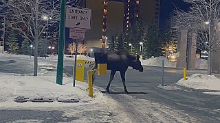 ALASKA MOOSE IN DOWNTOWN ANCHORAGE [upl. by Enybor]