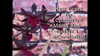 How I care for my Colmanara Maisa Red  Update 1  CareCollab [upl. by Ellah]