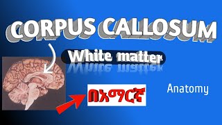 CORPUS CALLOSUM white matter parts fibers split brain in amharic በአማርኛ [upl. by Yenalem]