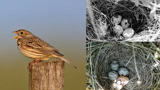 A Journey from Frustration to Fascination  Bird Nest Walk  Corn bunting and More [upl. by Rebba458]