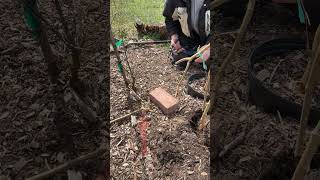 How to Propagate Weeping Mulberry by soil layering gardening garden [upl. by Lance]