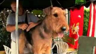 Dogs 101 Airedale Terrier [upl. by Stavro]