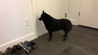 Schipperke dog greets his mom after two days away [upl. by Enawtna]