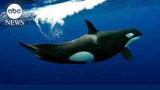 Scientists weigh in on rise of orca attacks on boats l GMA [upl. by Perren261]