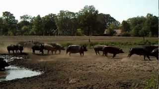 HELDERVARKEN Biologische varkensboerderij t Helder WinterswijkHuppel [upl. by Liuqa]