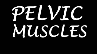 Chp34  Pelvic Muscles  Levator Ani  Pelvic Diaphragm  BDC Vol2  Pelvic Floor [upl. by Enois]