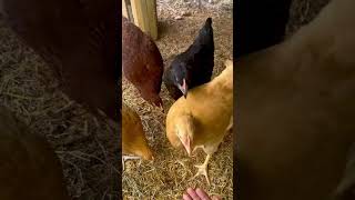 Training my chicks to All the Chickie Ladies while handfeeding them 🐥🎶 raisingchicks garden [upl. by Nospmas]