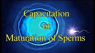 Capacitation of Sperm I Maturation of Sperm I Acrosomal Reaction I Fertilization I Developmental [upl. by Homerus]