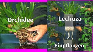 Orchidee einpflanzen in Lechuza Selbstbewässerungs Topf mit mineralischem Substrat inklusive Unboxin [upl. by Peednama]