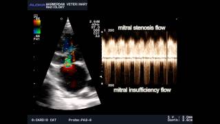 VSD and mitral stenosis and TI in a cat  VSD en mitralis stenose en TI bij een kat [upl. by Goat]