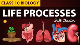 Life processes Full chapter  class 10 Animated video  10th BIOLOGY  ncert science  Chapter 7 [upl. by Xuaegram]