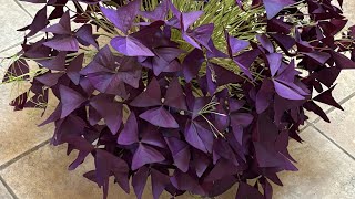 All about Oxalis Triangularis Plant Butterfly plant oxalistriangularis butterflyplant plants [upl. by Cordelia]