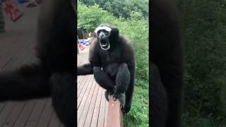 Interesting Sounds That a Gibbon Makes [upl. by Konstance]