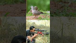 Hunting turtle doves hunting indonesianhunter [upl. by Finah]