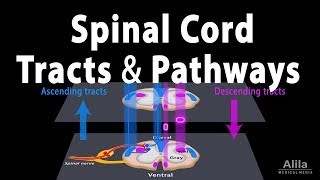 Spinal Cord Anatomy Spinal Tracts amp Pathways Somatic Reflexes Animation [upl. by Aicnom]