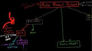 Pathophysiology of Acute Renal Failure [upl. by Dugas]