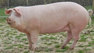 British Landrace Pig  Facts  All You Need To Know [upl. by Neilson]