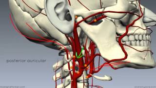 External Carotid Branches  3D Anatomy Tutorial [upl. by Eixela]