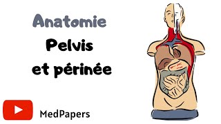 ANATOMIE Pelvis et périnée [upl. by Reed]