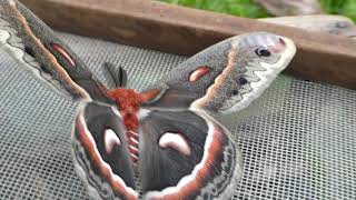 The Life Cycle of a Cecropia Moth [upl. by Forbes538]