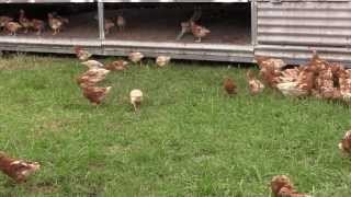 Organic Pasture Ranged Egg farming [upl. by Maggee]