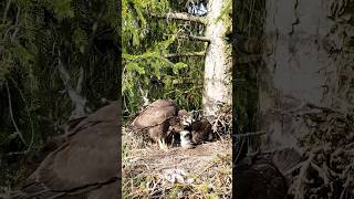 Hunting moments video of Common Buzzards nest with Drone in North of Iran wildlifebirds [upl. by Lalage]