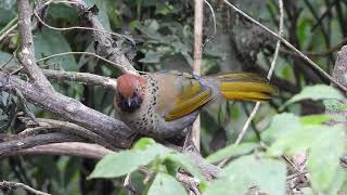 Chestnut crowned laughing thrush [upl. by Potter]