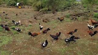 RECORRIDO POR RANCHO LAS TROJES EN JEEP Màs de 42 hectàreas de libertad [upl. by Friedlander376]