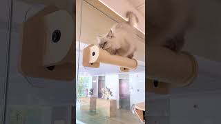 RenterFriendly DIY Cat Wall Hace  Window Cat Wall  Space Saving Cat vertical Space cat [upl. by Calida]