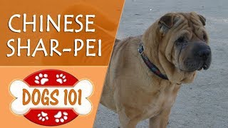 Dogs 101  CHINESE SHARPEI  Top Dog Facts About the CHINESE SHARPEI [upl. by Allevon]