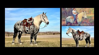 Gorgeous Grey Dappled Percheron Cross Gelding For Sale [upl. by Lorelie71]