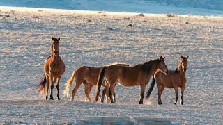 CABALLOS SALVAJES DEL NAMIB  🐎El Salvaje Oeste Africano 🌳 Grandes Documentales [upl. by Laurice]