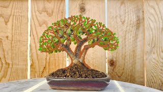 portulacaria afra bonsai triple tronco a maceta de bonsai [upl. by Pellikka]