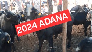 2024 Adana Sarıçam Kabaktepe kanalı İlk kurbanlıklar keşfet kurban sarıçam adanasokakları [upl. by Cynthia]