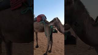 Merzouga desert Morocco  Raw Footage [upl. by Philbin]