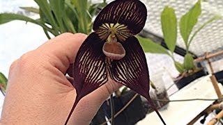 Orchid update  Dracula Vampira Orchid The Black Orchid with two flowers quot How to quot culture tips [upl. by Telimay]