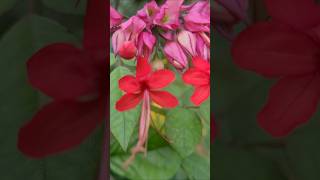 kerala garden ideas youtubeshorts trendingshorts  shorts feed  flowers [upl. by Fe]