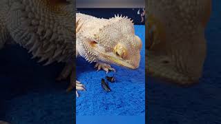 Bearded Dragon Owners Are Shocked By These 7 Secrets 2 [upl. by Avika775]