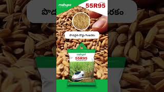 Mahyco Research Paddy Seed MRP 55R95 [upl. by Anrol581]